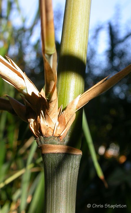 papyrifera