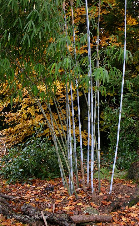 Borinda albocerea - BRA - Bamboo Sourcery Nursery & Gardens