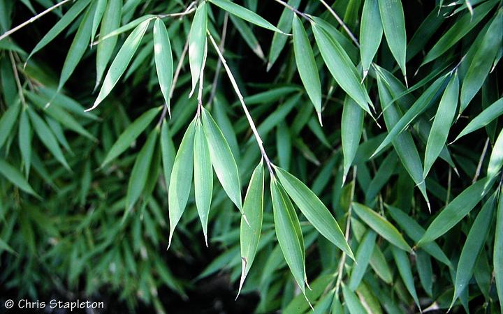 glcksfeder garten Glcksfeder online kaufen