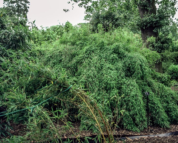 fargesia rufa hecke pflanzabstand Fargesia murielae 'Rufa' / Heckenbambus main image 1