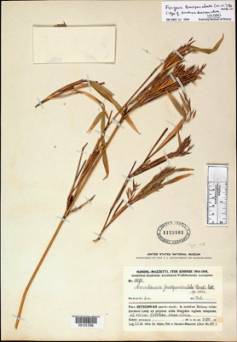 Herbarium bamboo specimens are often difficult to identify