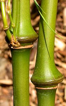 Chimonobambusa tumidissinoda Walking Stick - CBTUM - Bamboo