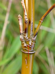 5 or more asymmetrical branches with extra sheath