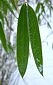 vertical leaf blades in winter