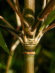 7 or more symmetrical branches on smooth culms