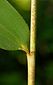 larger leaf sheath oral setae