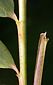 lower leaf sheath margin ciliate