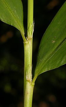 leaf sheaths with erect bristles