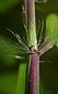 leaf sheath apex - note fimbriate ligule