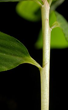 leaf sheath with no oral setae