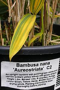 Pleioblastus viridistriatus as Bambusa nana 'Aureostriata'