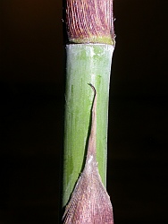 Smooth culms and erect culm sheath blades