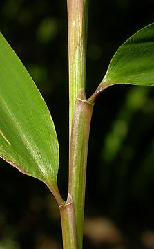 leaf sheath