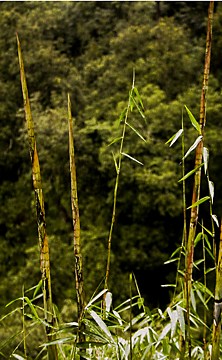 Mystery bamboo shoots 1