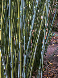 Clumping green or blue-grey culms