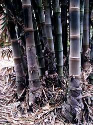 Dense clumps of very large furry culms