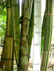 Large culms, often striped, no low branches