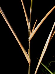 Long single branches