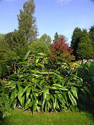 Large leaves