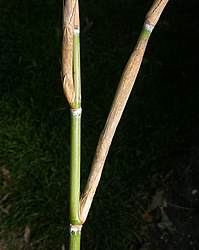 Large single branches