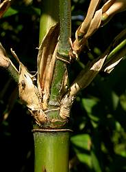 3 or more branches
