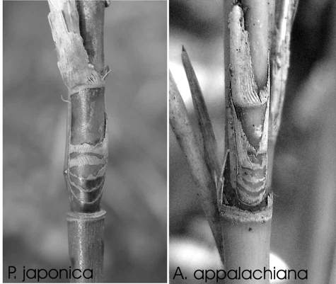 appalachiana vs japonica small