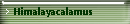 Himalayacalamus