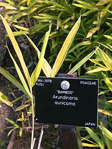 Pleioblastus viridistriatus as Arundinaria auricoma