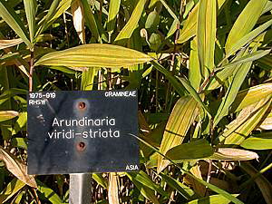 Pleioblastus viridistriatus as Arundinaria viridi-striata