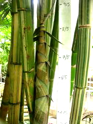 Large culms, often striped, no low branches