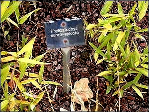 Pleioblastus viridistriatus as Phyllostachys aureo-spicata