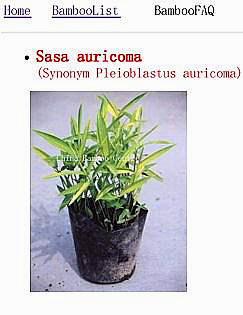 Pleioblastus viridistriatus as Sasa auricoma