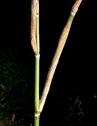 Large single branches