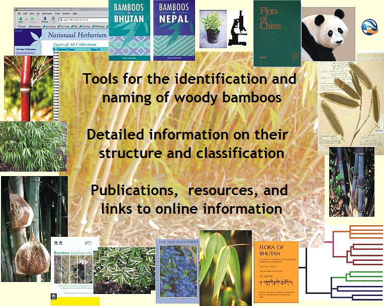 Tools for the identification and naming of woody bamboos.  Detailed information on their  structure and classification.  Publications,  resources, and links to online information.