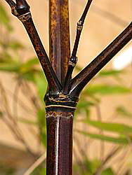 2 (-3) asymmetrical  branches of different sizes 