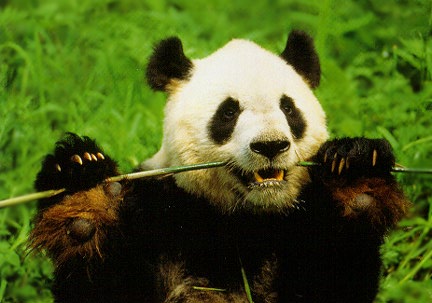 panda thumb